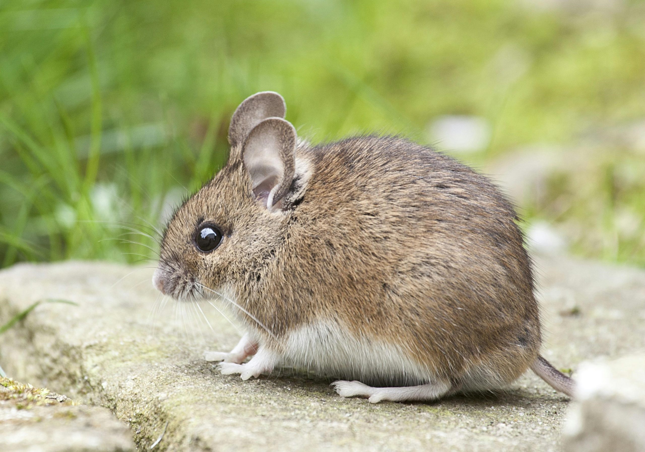 Mouse scaled
